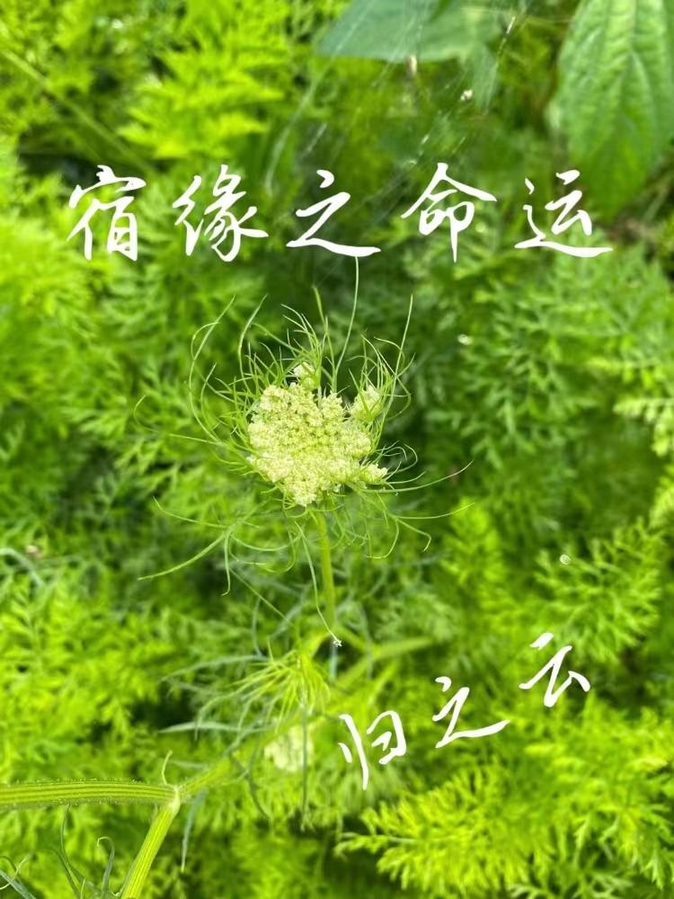 宿命缘分结局如何 宿命缘分结局如何